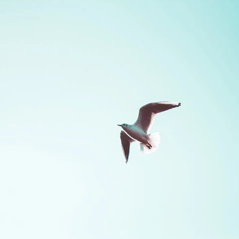 Artwork for Free As A Bird