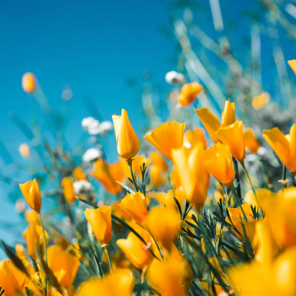 Artwork for Spring